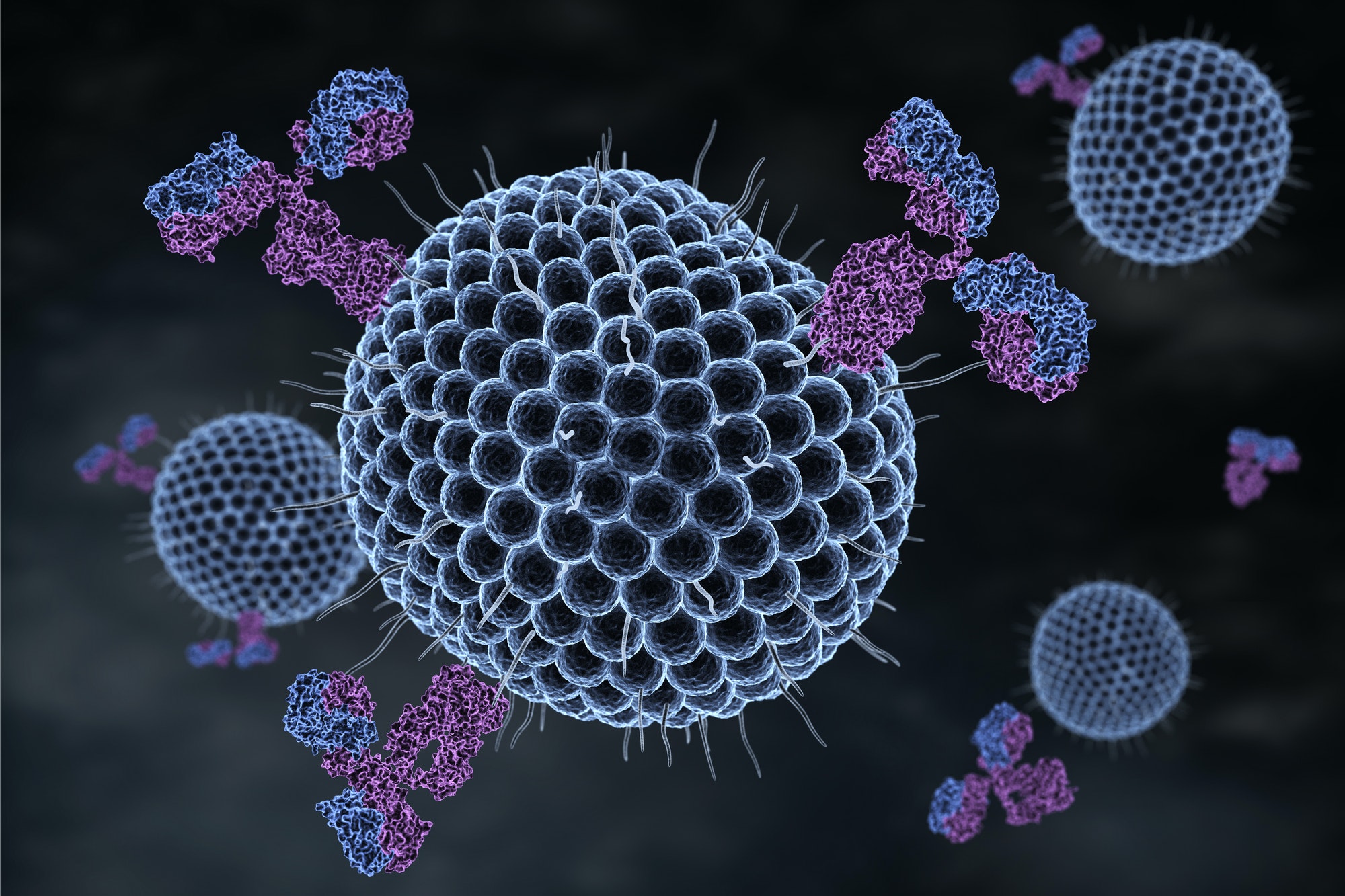 Herpes viruses and antibodies