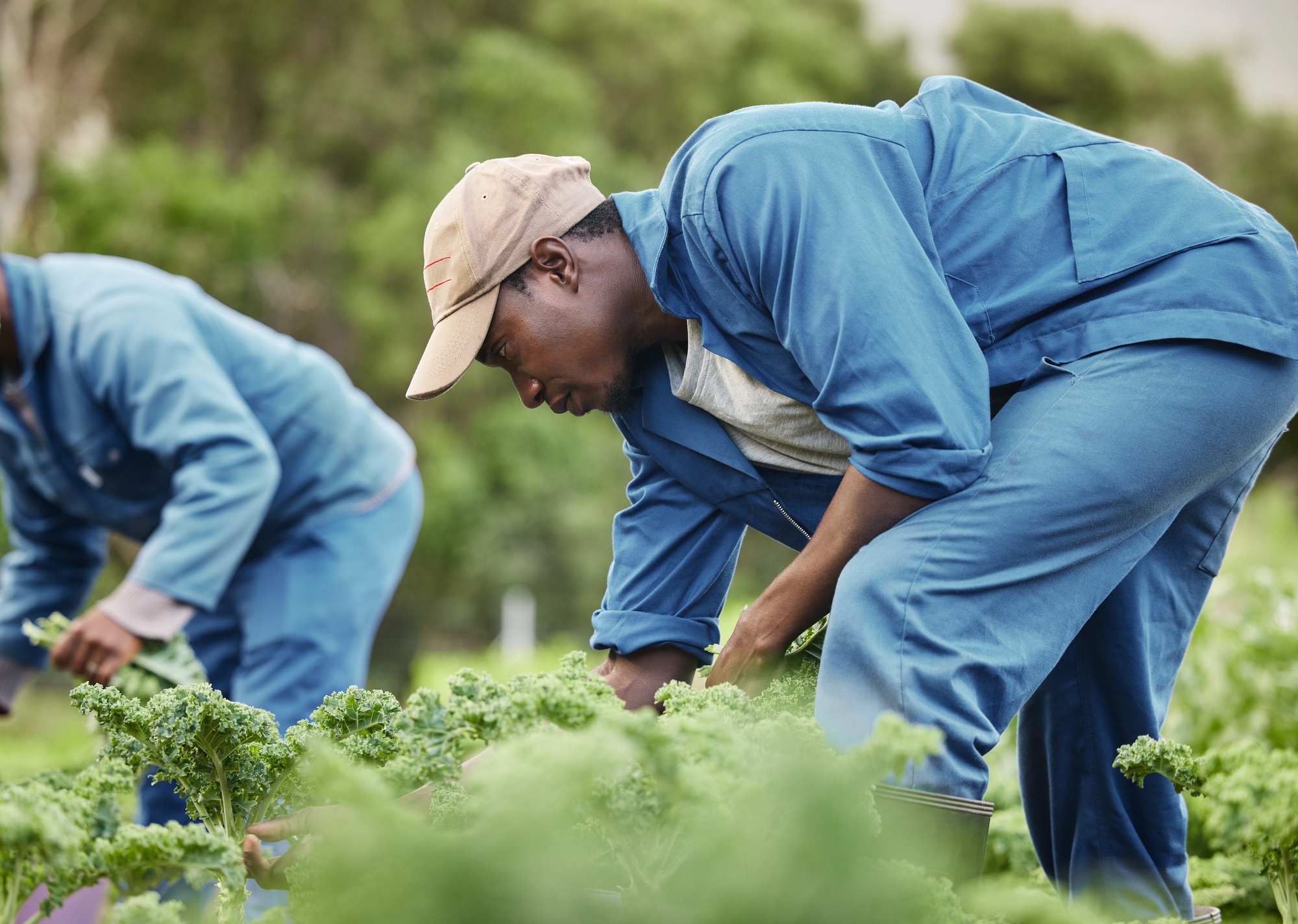 Farm worker, agriculture and field of vegetables for market. Countryside plant for farming business